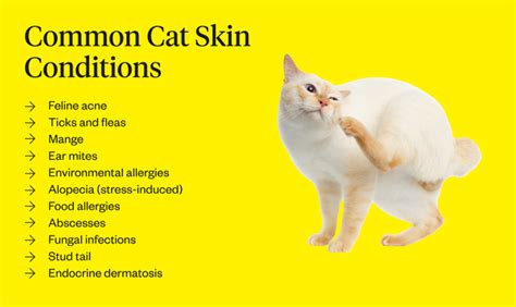 Cat Skin Conditions (Symptoms, Causes, & Treatment) | Dutch