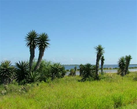 Laguna Atascosa National Wildlife Refuge - Texas - National Wildlife ...