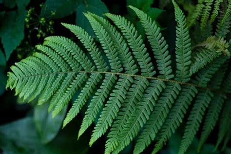 Fern Spiral Photos, Download The BEST Free Fern Spiral Stock Photos ...