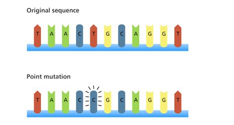 Science mutation | Definition, Causes, Types, & Facts | Biology 24/7