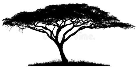 Acacia Tree Outline