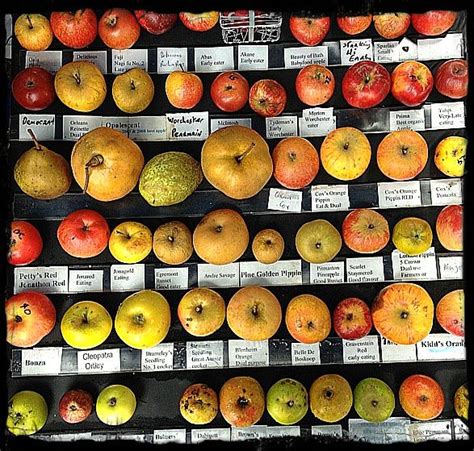 Apple Varieties-Cultivars