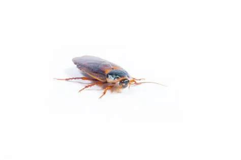 Is a Cockroach Bite Dangerous? - pestwhisperer.com