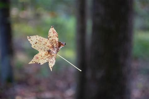 Captured Falling Leaves — Todd Henson Photography