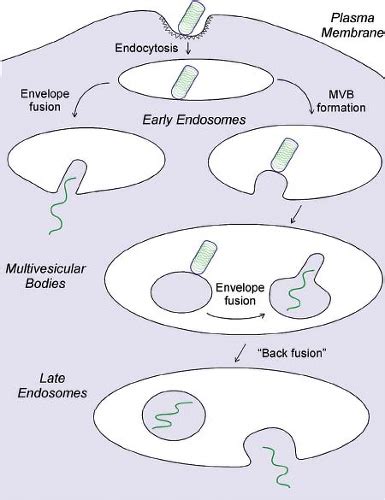 Rhabdoviridae | Basicmedical Key