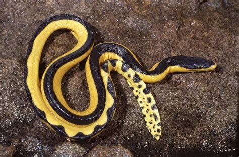 Yellow-bellied Sea Snake - The Australian Museum