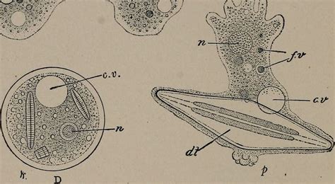 Animal Cell Structure Diagram