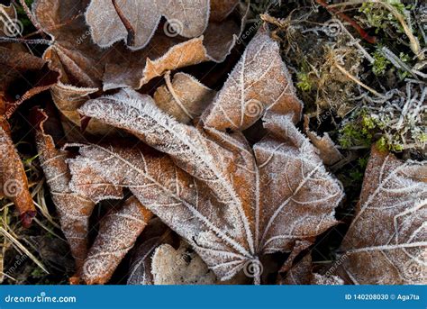 Maple Leaves Covered with Hoar Frost Macro Stock Photo - Image of ...