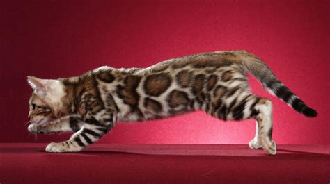 Are Bengal Cats Good Pets? How They Jive With Kids and Dogs