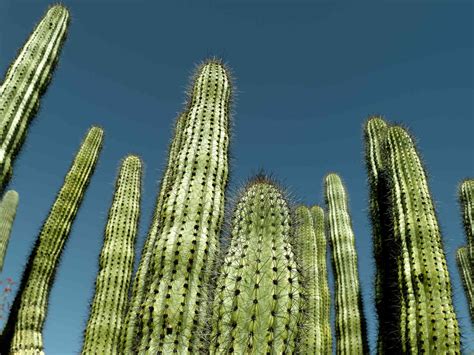 10 Best Large Cactus Plants