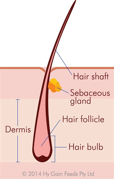 hair follicle diagram - 28 images - understanding hair growth basics ...