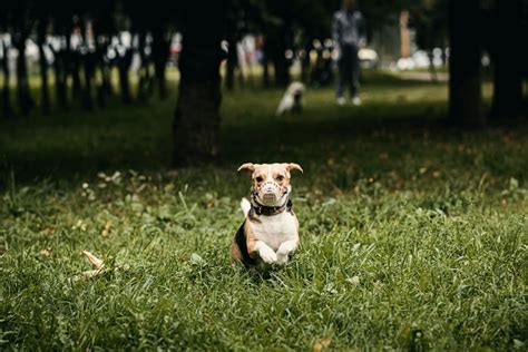 Brindle Dog · Free Stock Photo