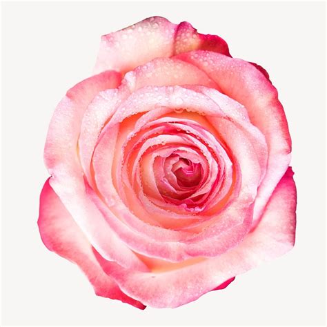 Simple rose image | Premium Photo - rawpixel