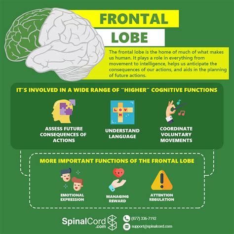 When Do Frontal Lobes Develop