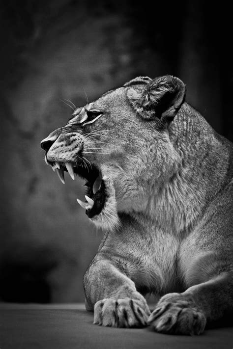 Lion Angry Black And White