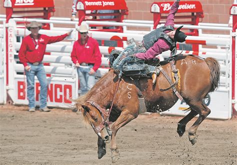 Bucking horse research finds that handler behaviour matters | The ...