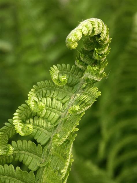 Fern spiral Free Photo Download | FreeImages