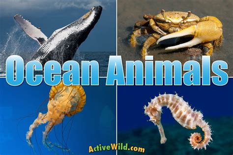 Ocean Animals For Kids & Adults: List Of Animals That Live In The Ocean