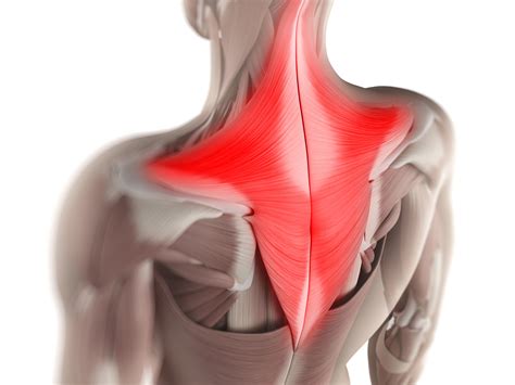 Trapezius Muscle Anatomy and Function