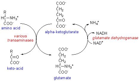 Transamination Mechanism