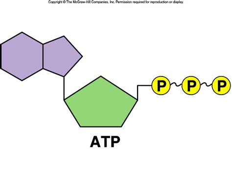 Atp Diagram Labeled