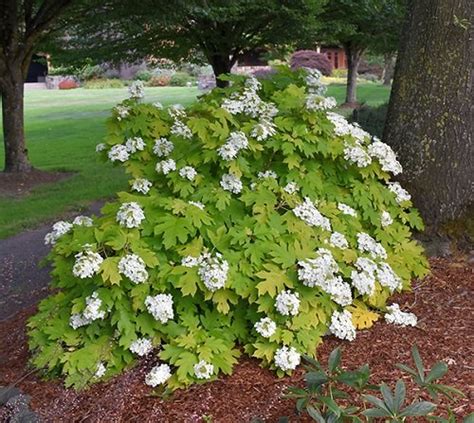 22 Stunning Oakleaf Hydrangea Varieties | Balcony Garden Web