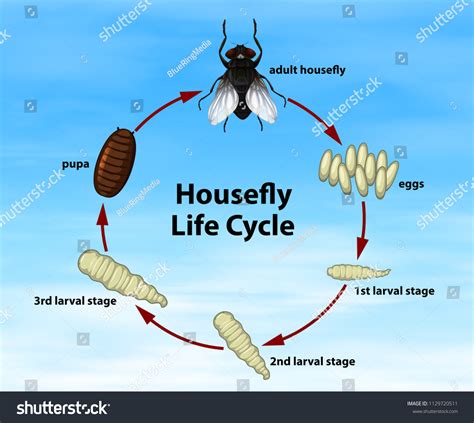 House Fly Life Cycle: Over 13 Royalty-Free Licensable Stock ...