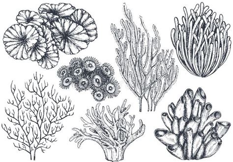 Vector collection of hand drawn ocean plants and coral reef elements ...