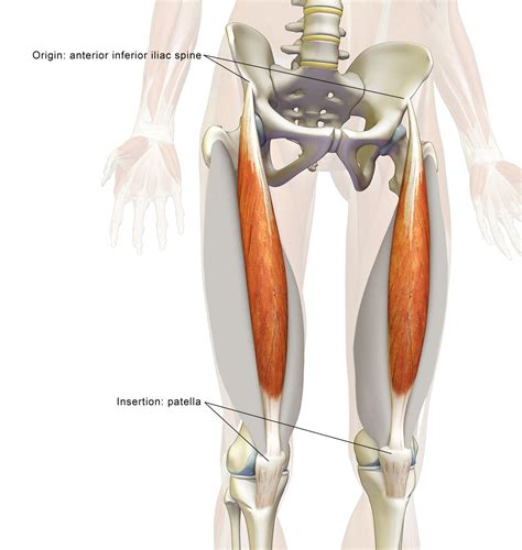 The Daily Bandha: The Rectus Femoris Muscle in Yoga