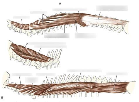 Epaxial Muscles Diagram | Quizlet