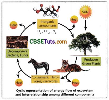 Structure, Components and Examples of an Ecosystem - CBSE Tuts