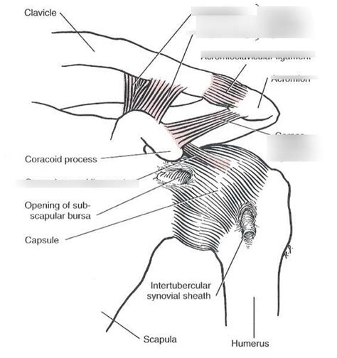 shoulder ligaments Diagram | Quizlet