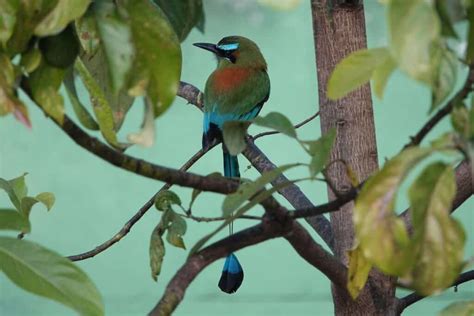 What Is The El Salvador National Bird? + 11 Interesting Facts