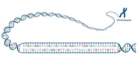 What Is The Genetic Makeup Of A Nucleotide | Saubhaya Makeup