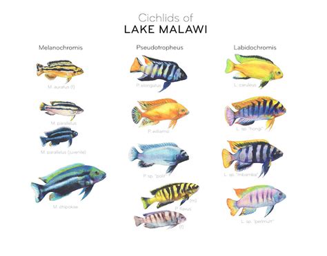 Lake Malawi Cichlids Poster — Trenton Jung | ubicaciondepersonas.cdmx ...