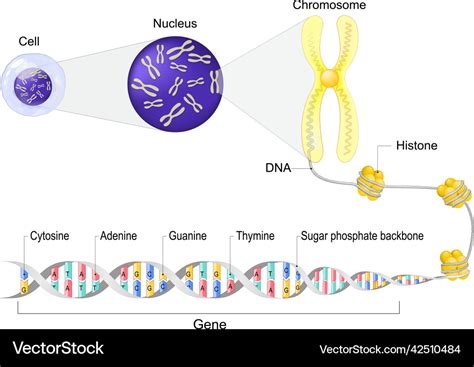 Cell anatomy nucleus with chromosomes close-up Vector Image