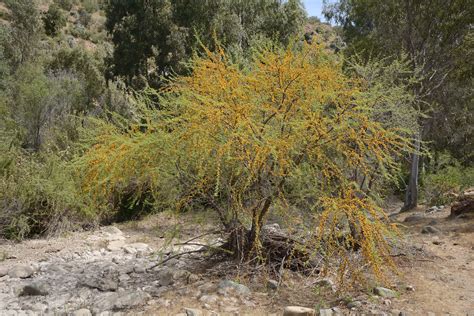 Types Of Acacia Trees