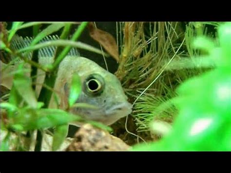 african cichlid tank mates Cichlid breeding: step by step - captive bred24