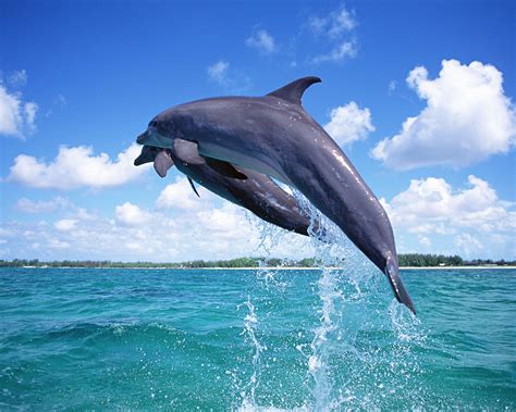 Try Before You Die: Swim with dolphins