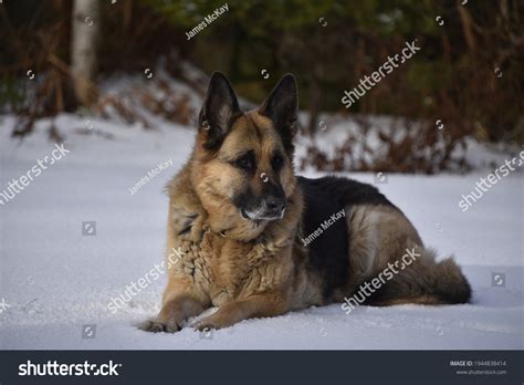 German Shepherd Dog Snow Stock Photo 1944838414 | Shutterstock