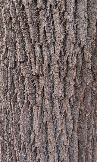 Black Walnut Tree Bark Stock Photo - Download Image Now - Abstract ...