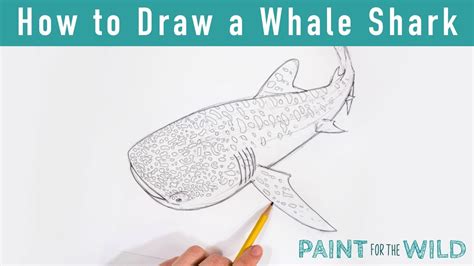 Easy Whale Shark Drawing