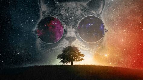 Galaxy Cat Wallpapers - 4k, HD Galaxy Cat Backgrounds on WallpaperBat