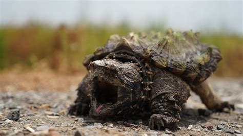 7 Snapping Turtle Predators to Be Aware Of! – The Turtle Hub