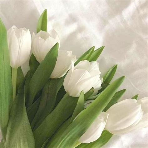 Ý nghĩa hoa tulip trắng, giá hoa tulip trắng