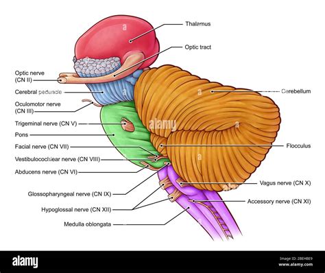 Diencephalon And Brainstem Illustration Stock Photo Alamy