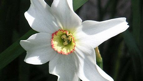 Narcissus | plant | Britannica