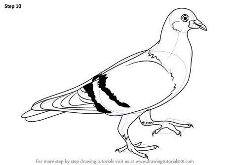 How to Draw a Pigeon (Birds) Step by Step | DrawingTutorials101.com