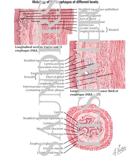 Esophagus Histology Diagram