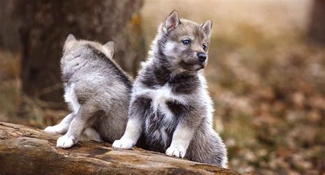 Wolf Names - Over 300 Wild Name Ideas For Your Dog